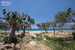 Tamaryszki na plaży