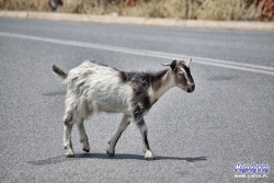 Kozy są tu częstymi gośćmi