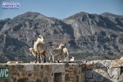 Owce przygnały nie wiadomo skąd