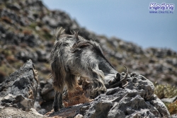 W głowę drapię się tak