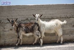 Kozy na Krecie spotkacie na każdym kroku...