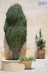 Niektóre rośliny są dużo większe niż my