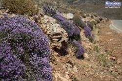 Zioła w górach rosną wszędzie