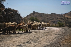 Owce w jedną, a my w drugą