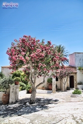 Imponujący oleander