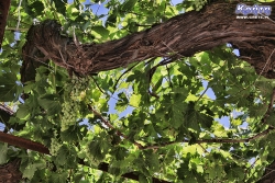 Dach ze starej winorośli