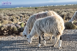 My wracamy do Plakias, owce wracają z pastwisk