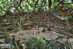 W niektórych miejscach ruiny i roślinność tworzą jedność